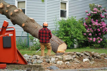 stump removal company